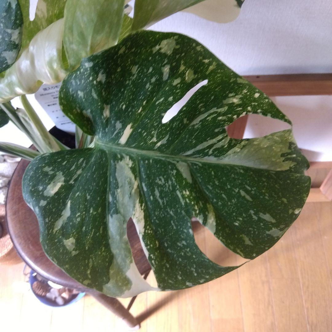 モンステラ・タイコンステレーション