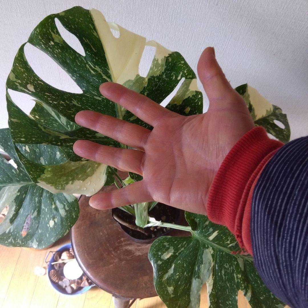 モンステラ・タイコンステレーション