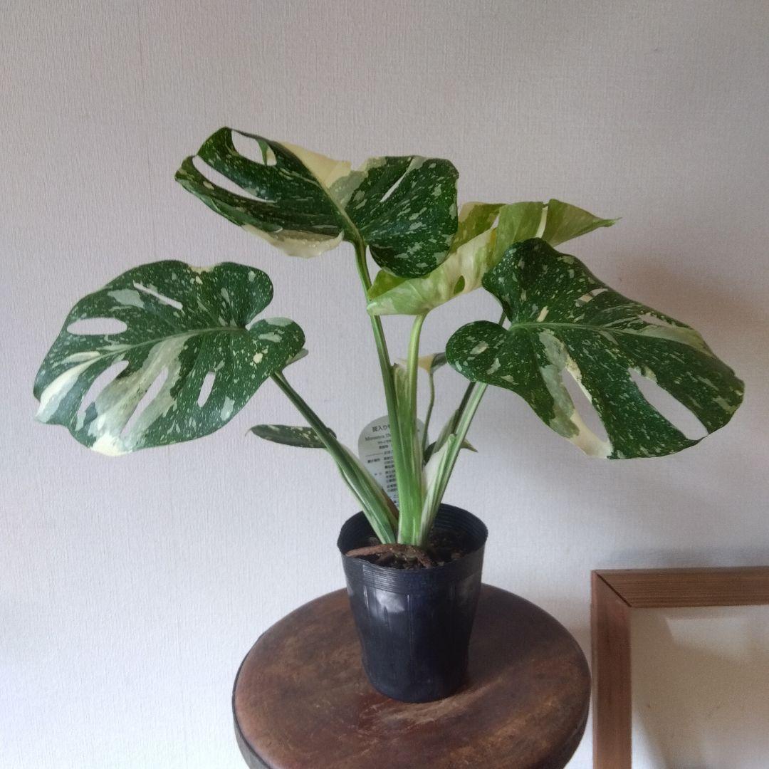 モンステラ・タイコンステレーション