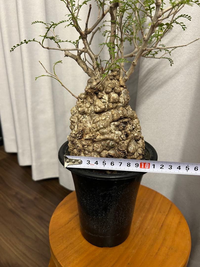 オペルクリカリア パキプス 現地球 発根済 みやび鉢 グラキリス デカリー