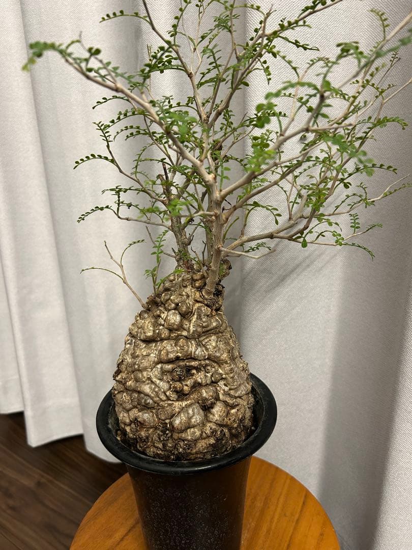 オペルクリカリア パキプス 現地球 発根済 みやび鉢 グラキリス デカリー