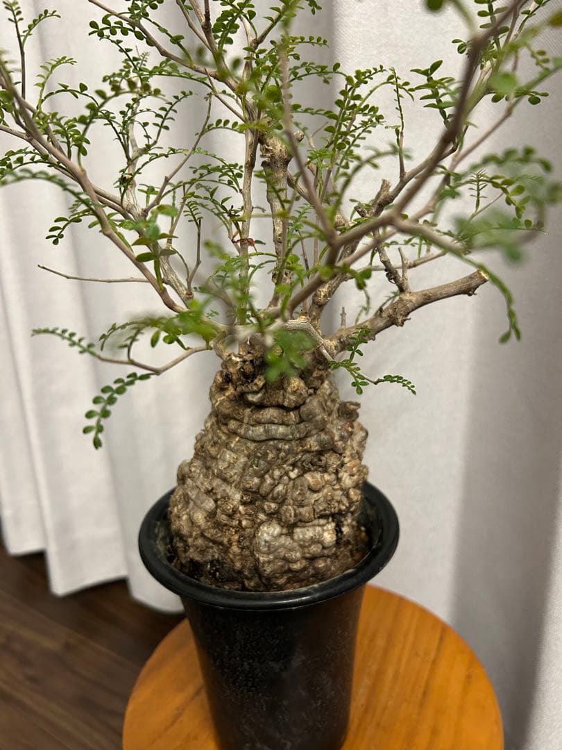 オペルクリカリア パキプス 現地球 発根済 みやび鉢 グラキリス デカリー