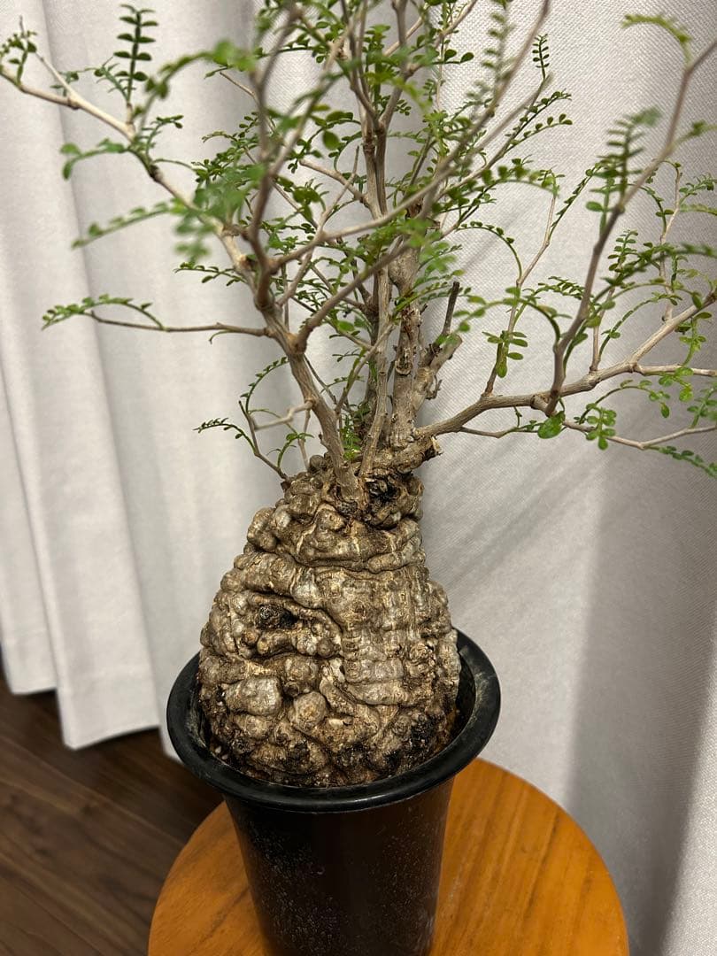 オペルクリカリア パキプス 現地球 発根済 みやび鉢 グラキリス デカリー