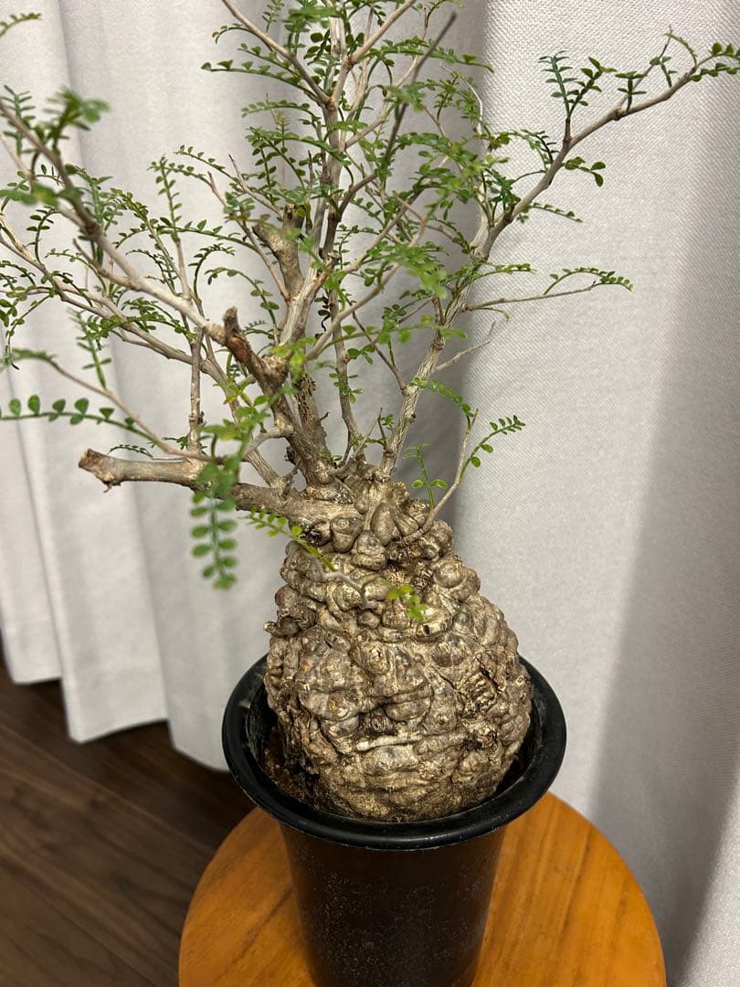 オペルクリカリア パキプス 現地球 発根済 みやび鉢 グラキリス デカリー