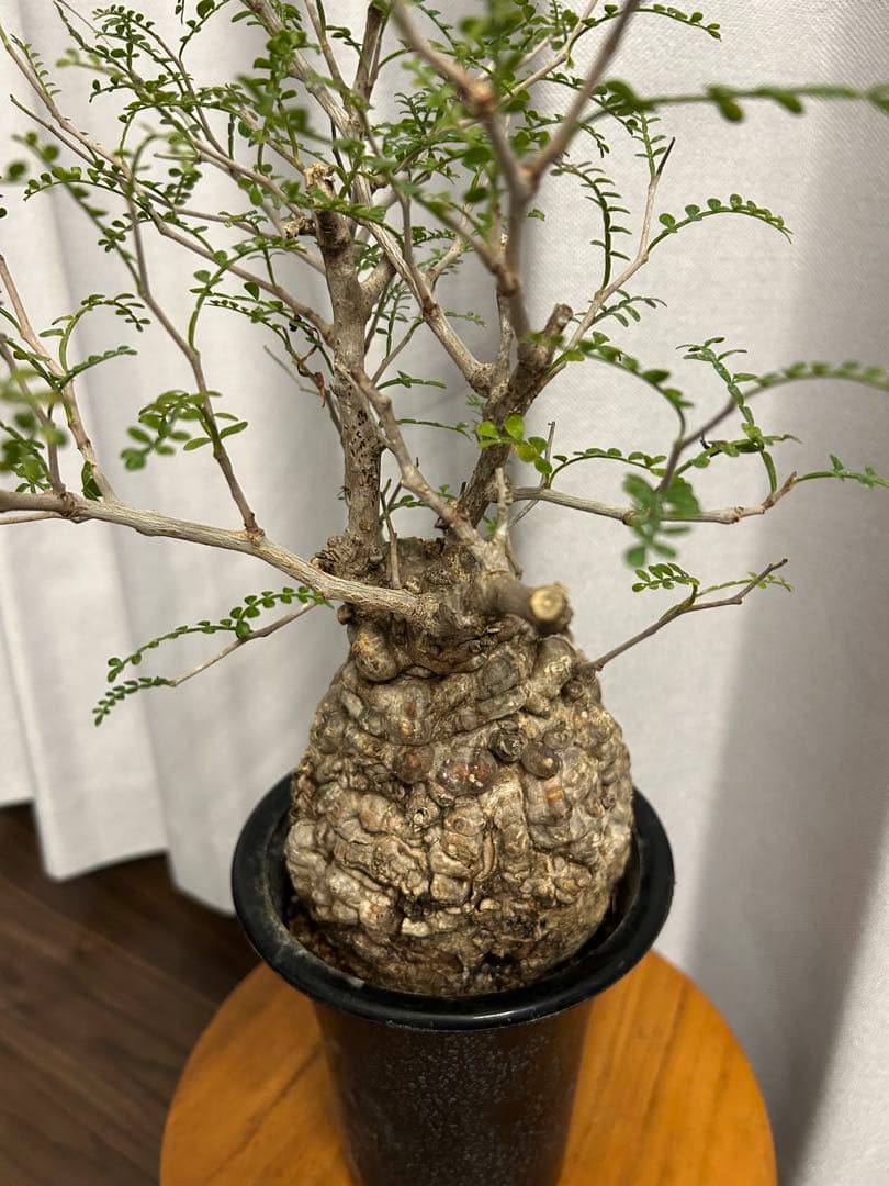 オペルクリカリア パキプス 現地球 発根済 みやび鉢 グラキリス デカリー