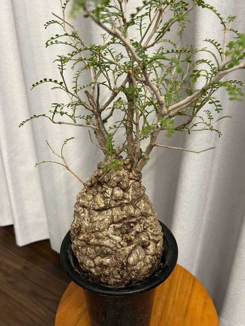 オペルクリカリア パキプス 現地球 発根済 みやび鉢 グラキリス デカリー