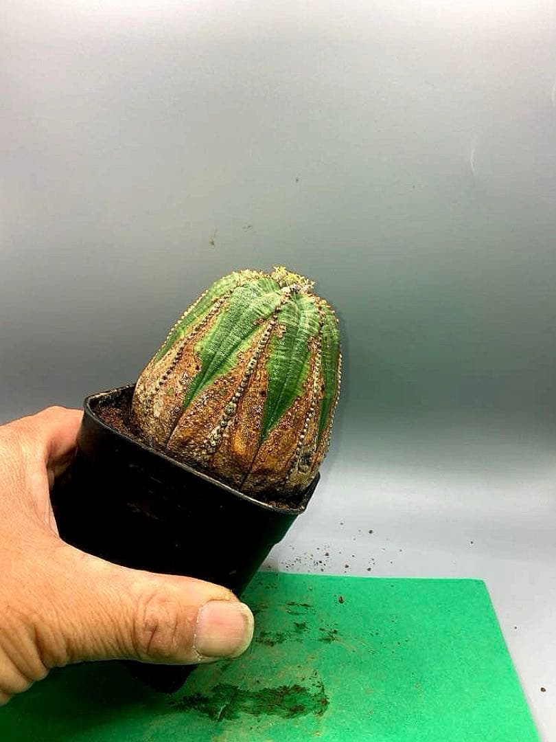 《3号WO》ユーフォルビア　オールドオベサ　雌株