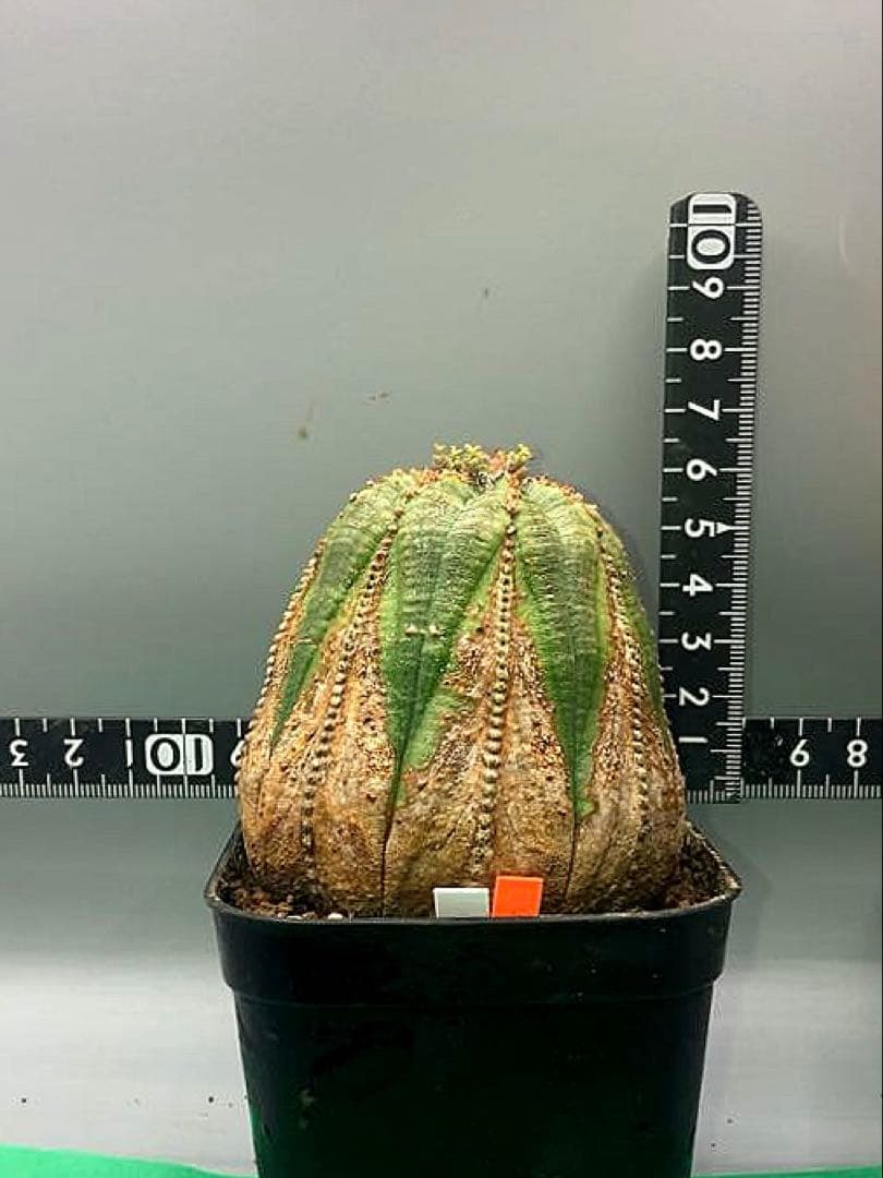 《3号WO》ユーフォルビア　オールドオベサ　雌株