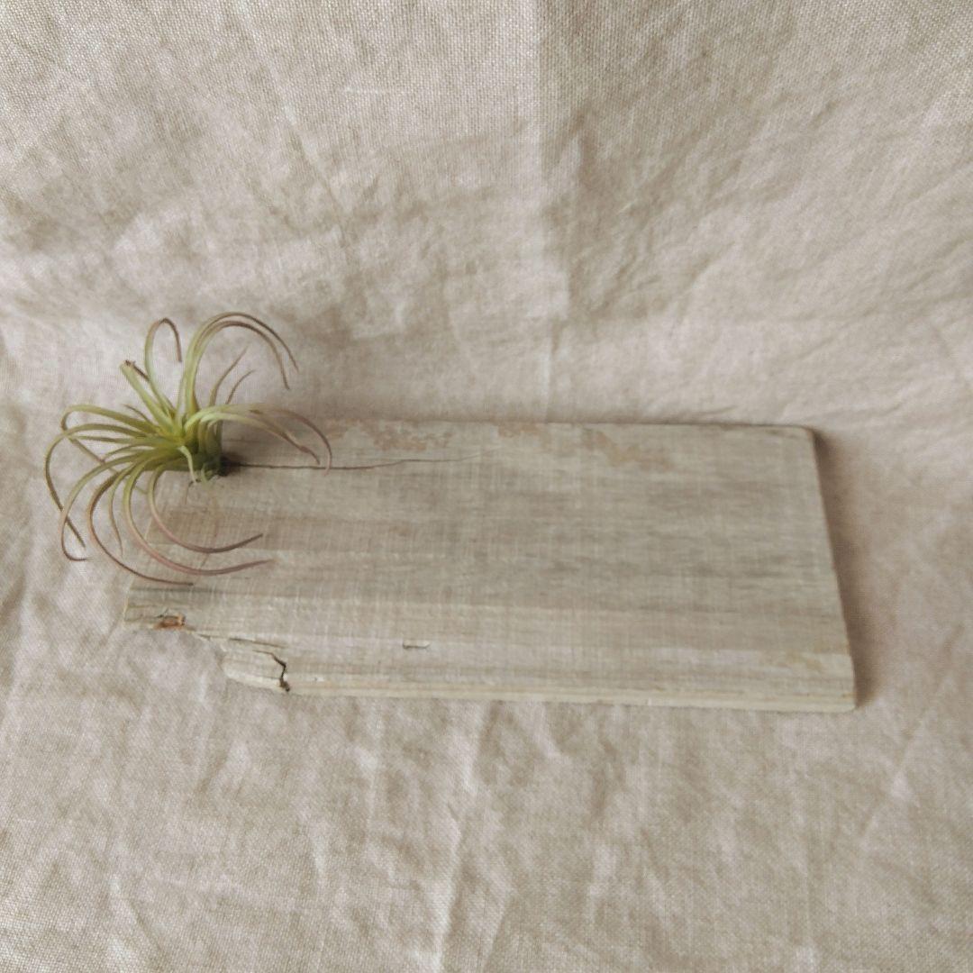 海を感じる硝子のツリー クリスマスツリー