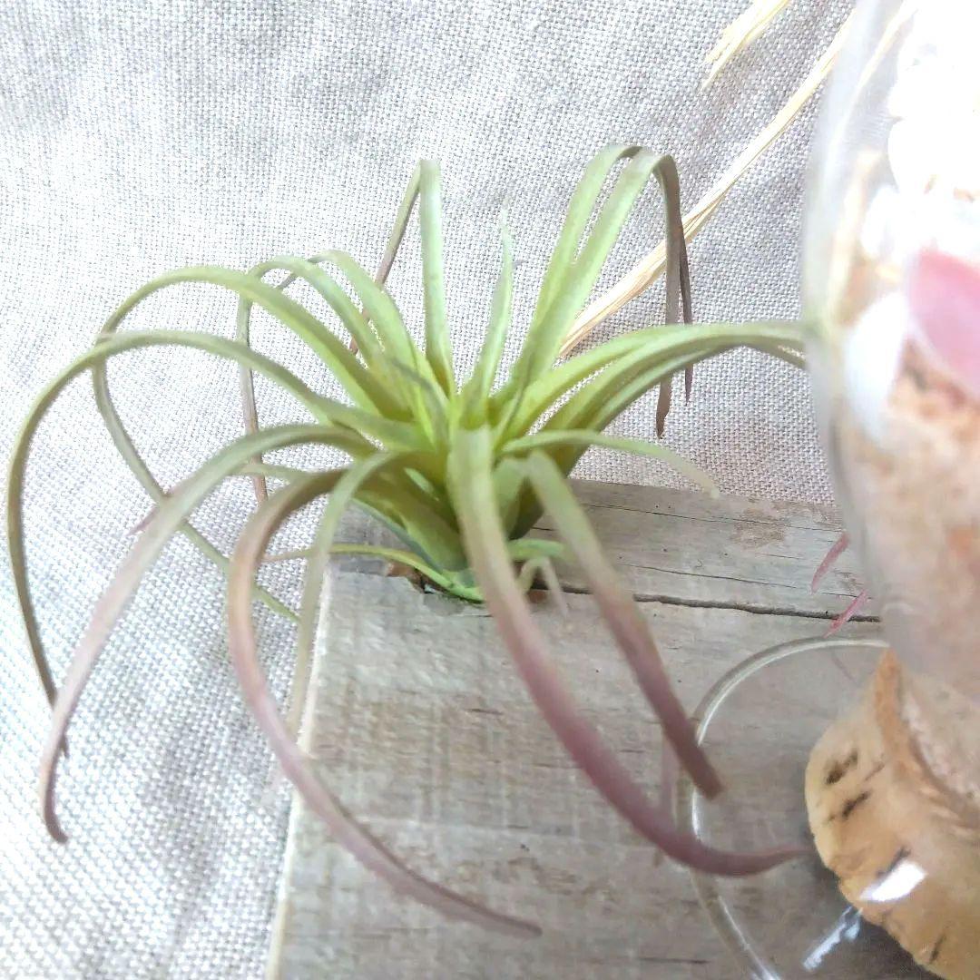 海を感じる硝子のツリー クリスマスツリー