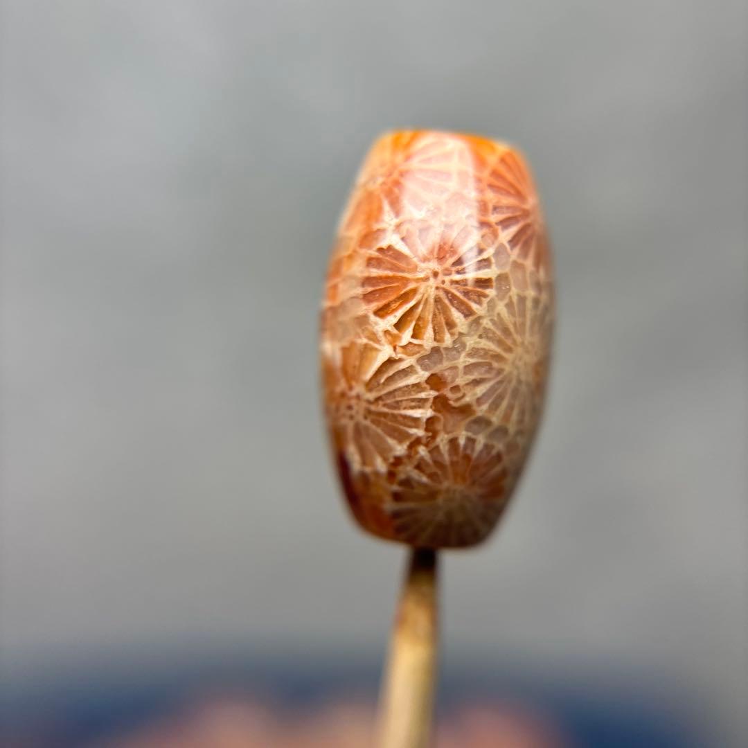 もんちゃんフォッシルコーラル　天珠　1-291