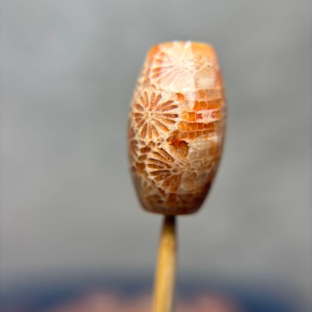 もんちゃんフォッシルコーラル　天珠　1-291