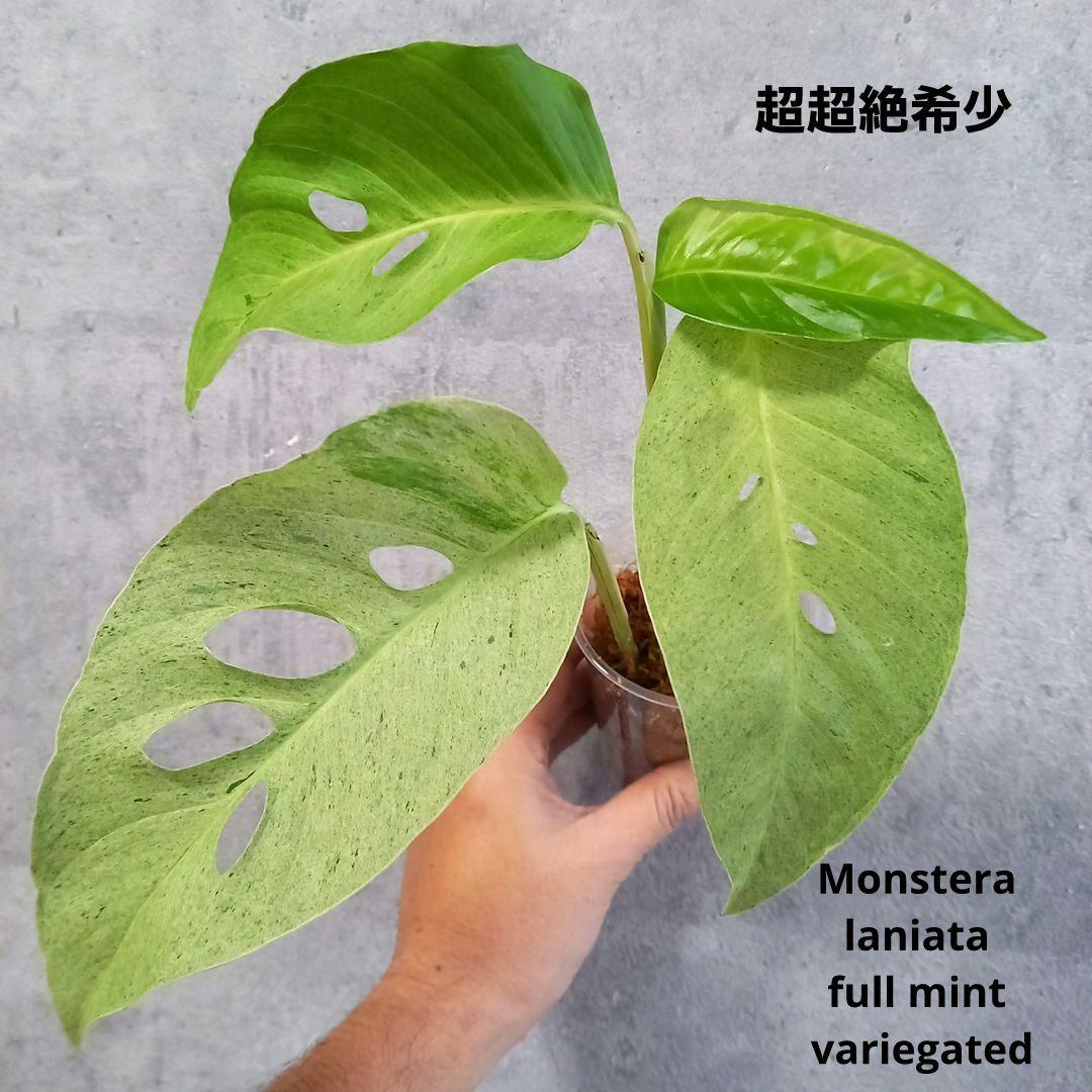 観葉植物 超絶希少 モンステラ ラニアタ 斑入 (ラニアータ) フルミント