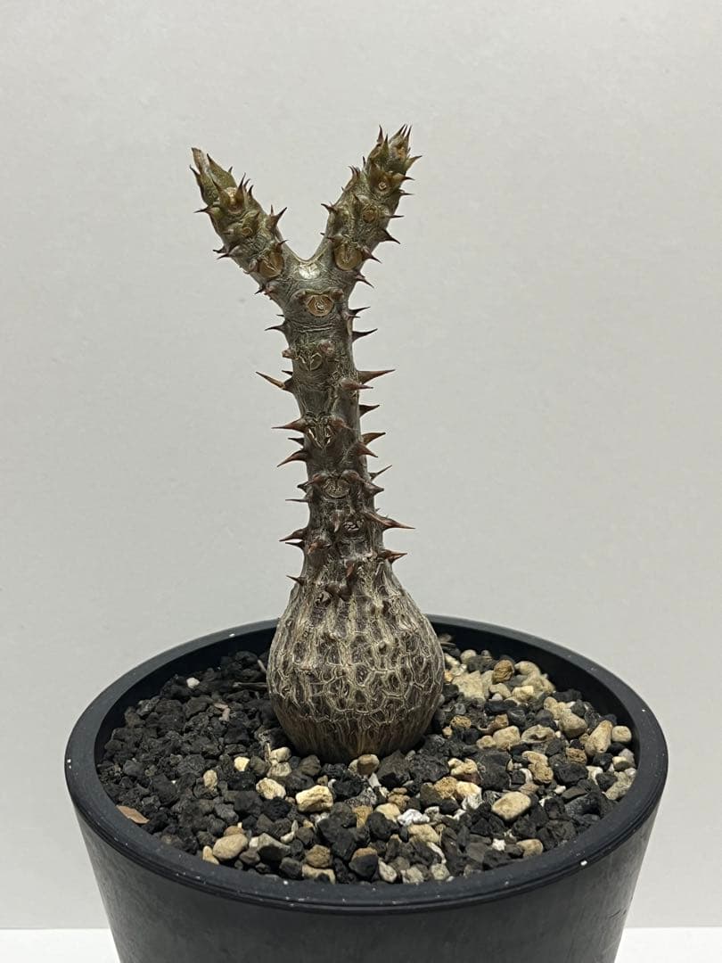 【コレクション株】パキポディウム　ウィンゾリー　国内実生株