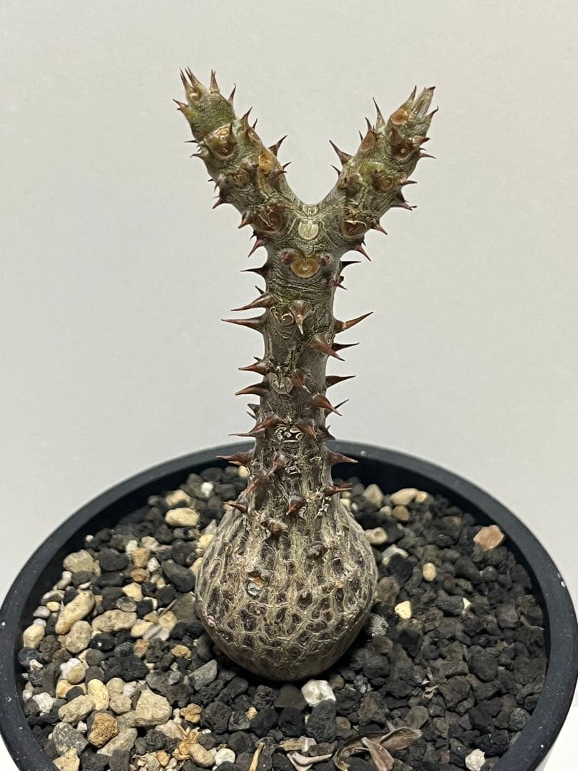 【コレクション株】パキポディウム　ウィンゾリー　国内実生株