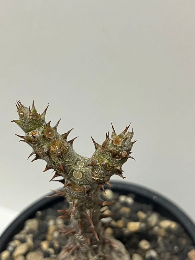 【コレクション株】パキポディウム　ウィンゾリー　国内実生株