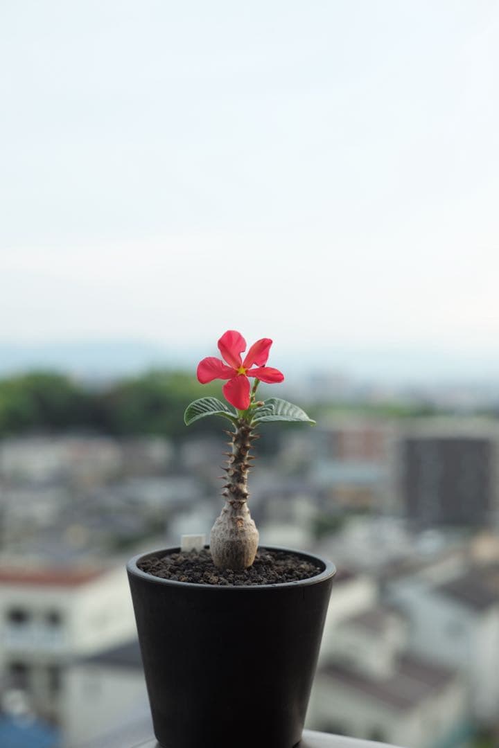 【コレクション株】パキポディウム　ウィンゾリー　国内実生株