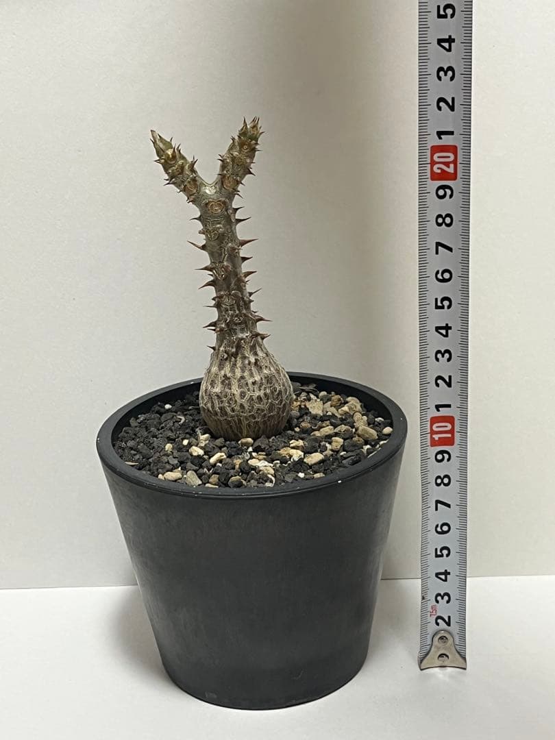 【コレクション株】パキポディウム　ウィンゾリー　国内実生株