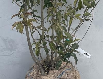 《現品》ソヨゴ　株立ち(雄雌株・オスメス株)　樹高1.4ｍ（根鉢含まず）597