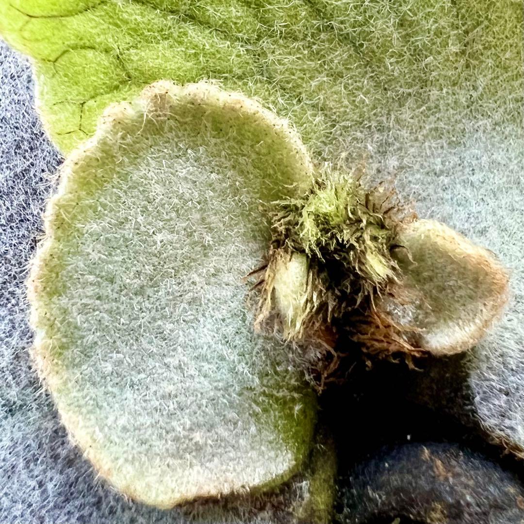 veitchii cv.pedro Tatsuta ペドロ11 OC ビカクシダ - メルカリ