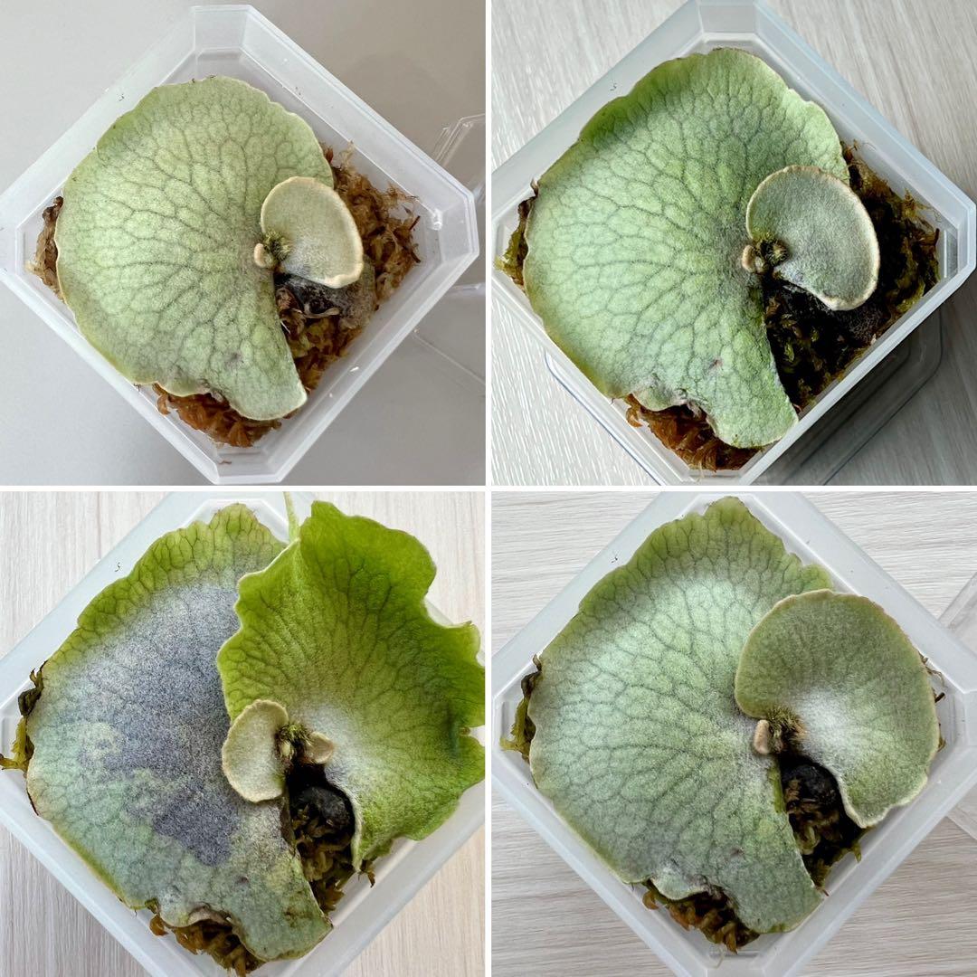 veitchii cv.pedro Tatsuta ペドロ11 OC ビカクシダ - メルカリ