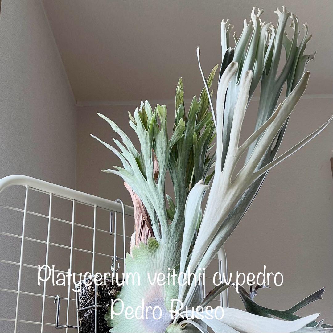 veitchii cv.pedro Tatsuta ペドロ11 OC ビカクシダ - メルカリ