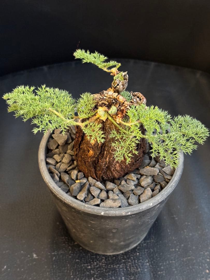 冬型　ペラルゴニウム トリステ　発根済み