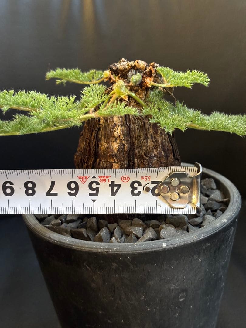 冬型　ペラルゴニウム トリステ　発根済み