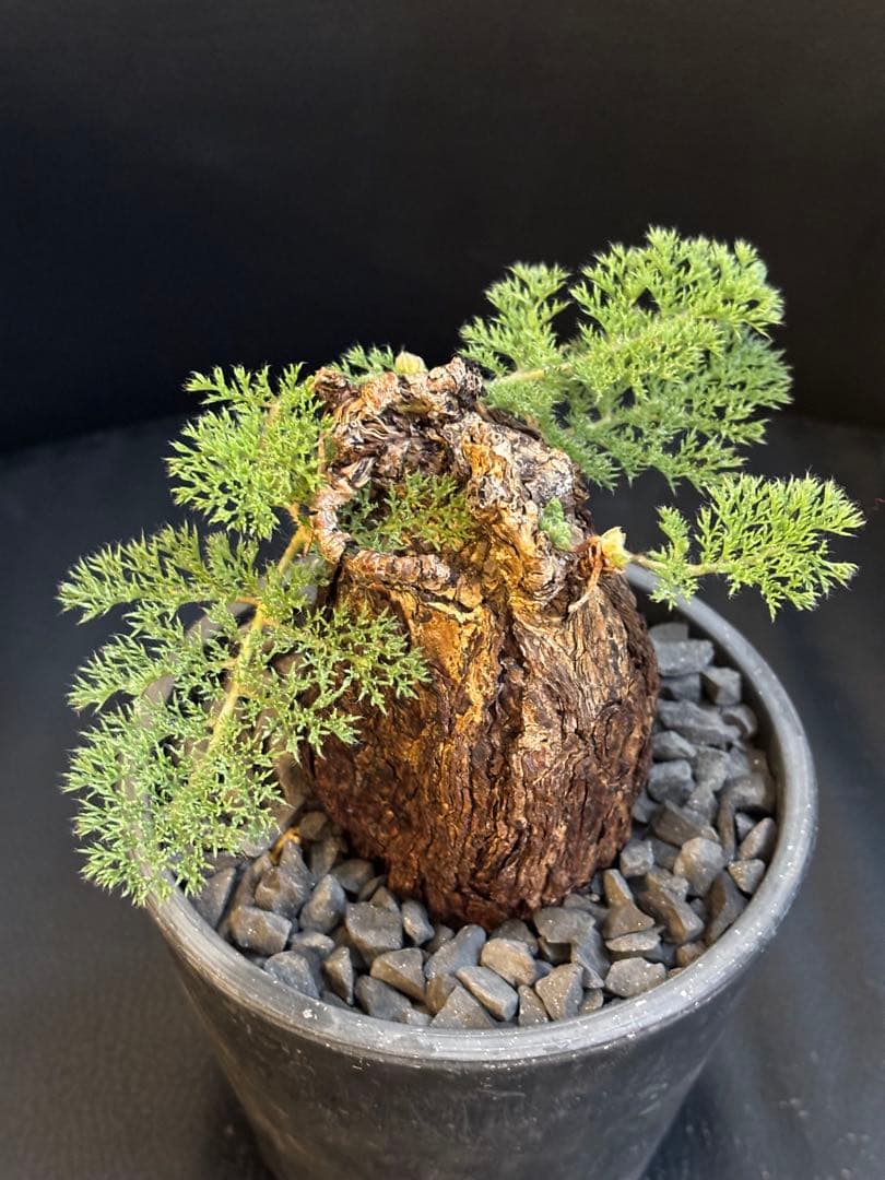 冬型　ペラルゴニウム トリステ　発根済み