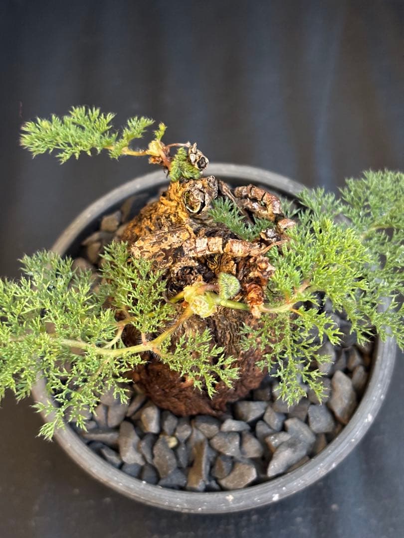 冬型　ペラルゴニウム トリステ　発根済み