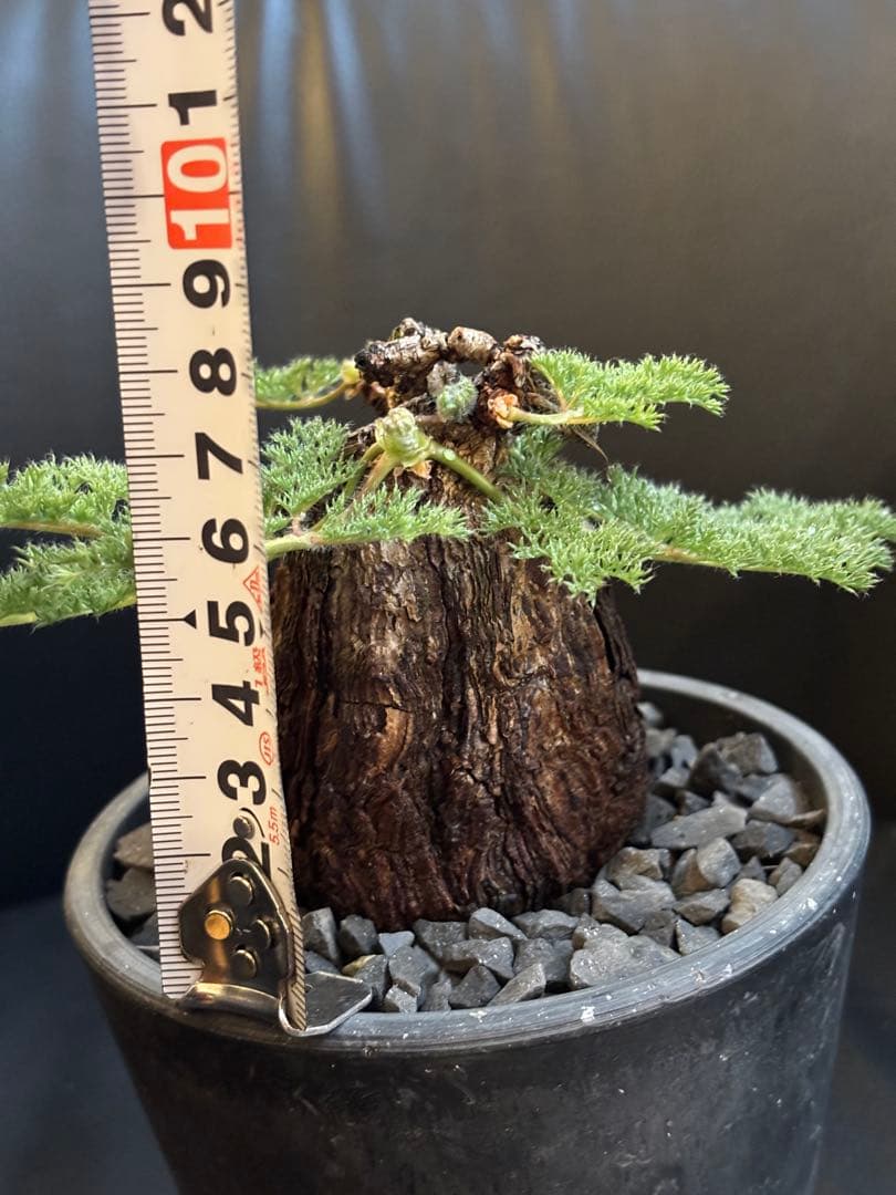 冬型　ペラルゴニウム トリステ　発根済み