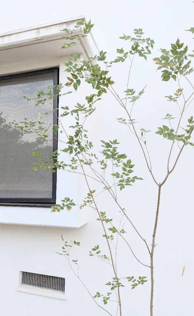 山採りアオダモ株。