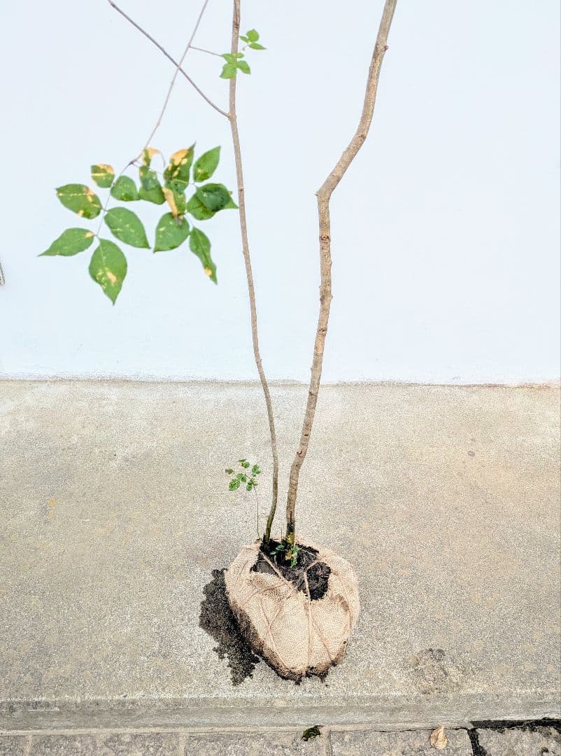 山採りアオダモ株。