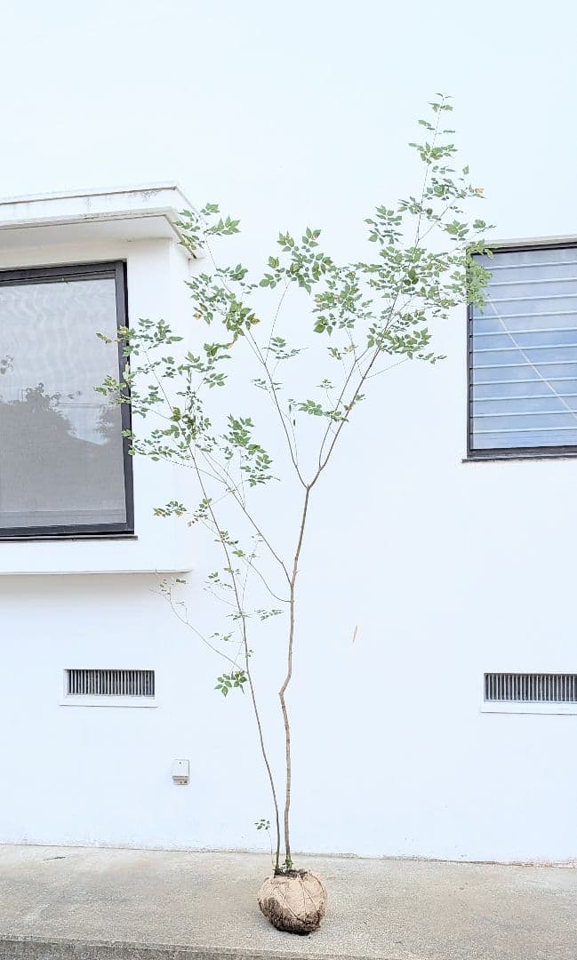 山採りアオダモ株。