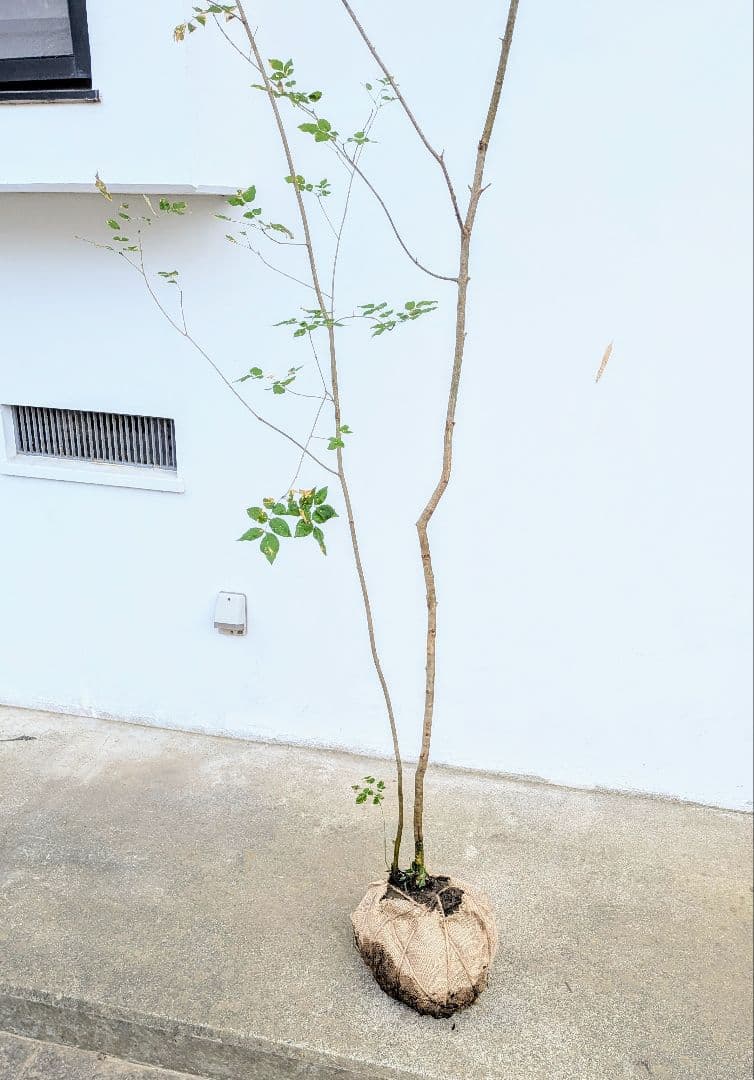 山採りアオダモ株。