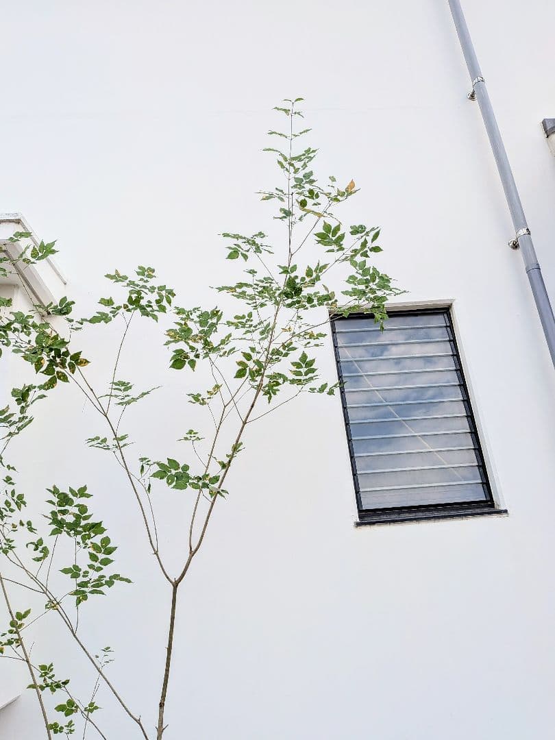 山採りアオダモ株。