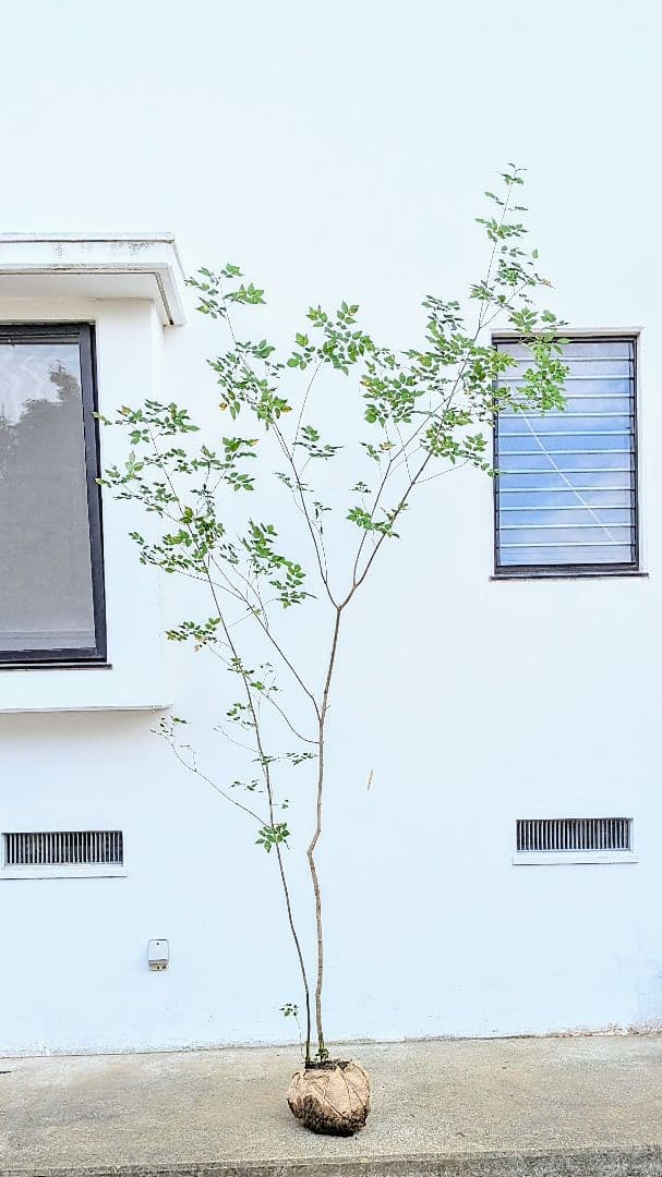 山採りアオダモ株。