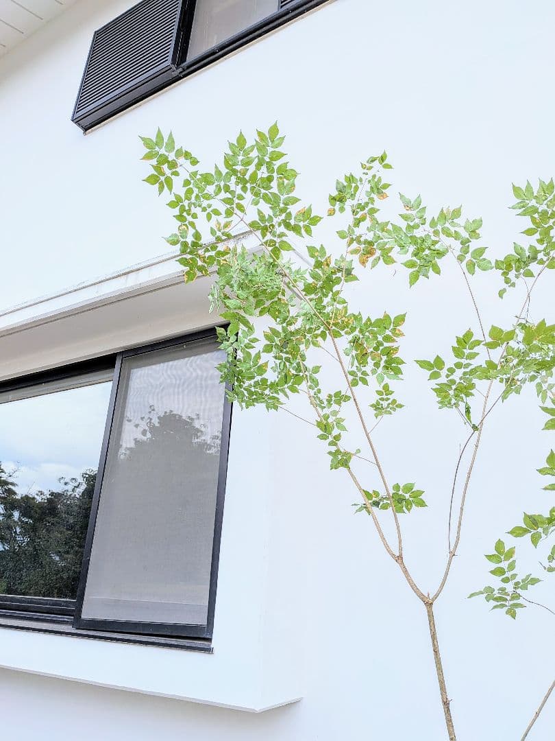 山採りアオダモ株。