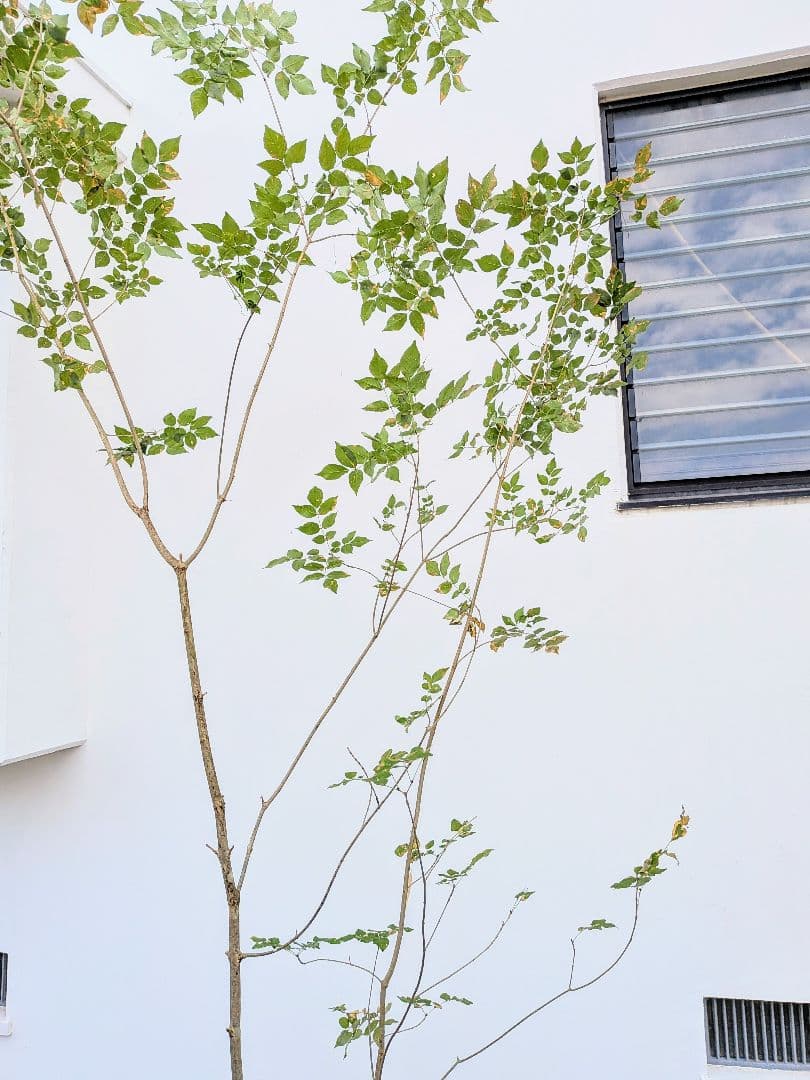 山採りアオダモ株。