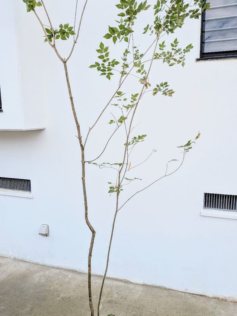 山採りアオダモ株。