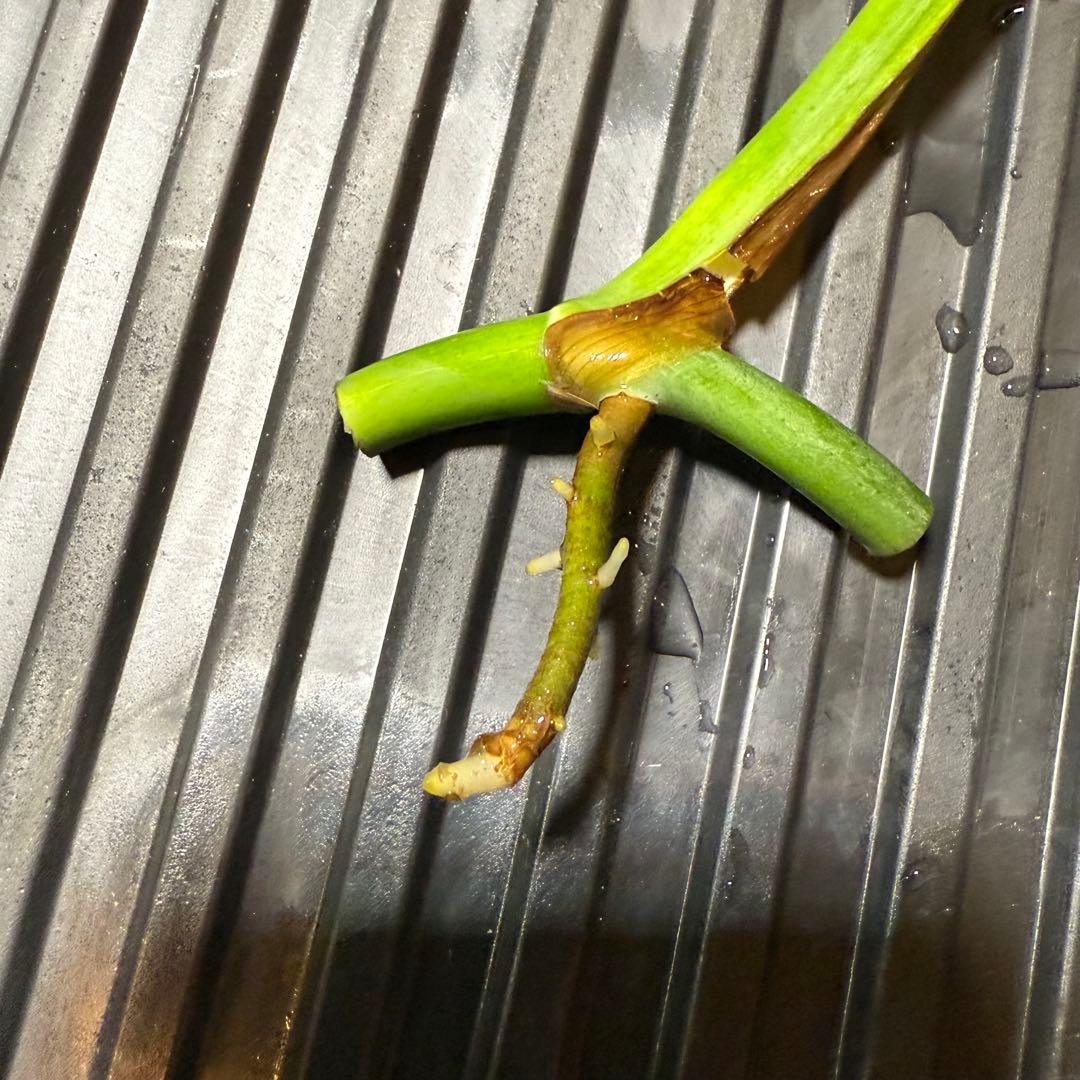 モンステラ・ポトス Monstera Borsigiana Cebublue mint 02