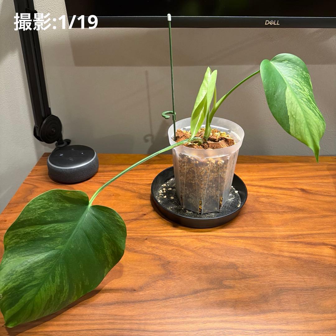 モンステラ・ポトス Monstera Borsigiana Cebublue mint 02