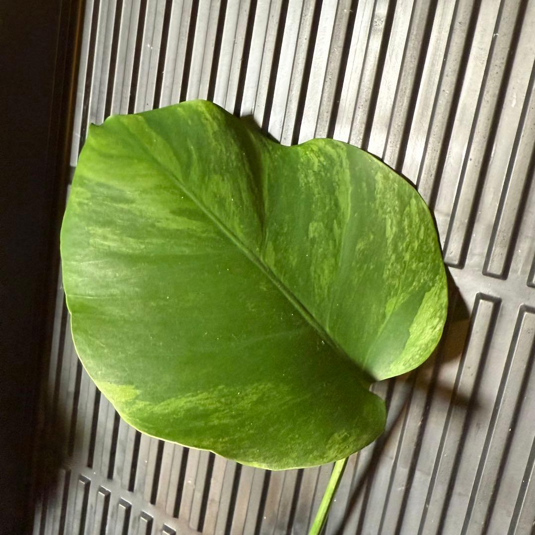 モンステラ・ポトス Monstera Borsigiana Cebublue mint 02