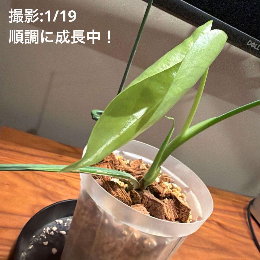 モンステラ・ポトス Monstera Borsigiana Cebublue mint 02