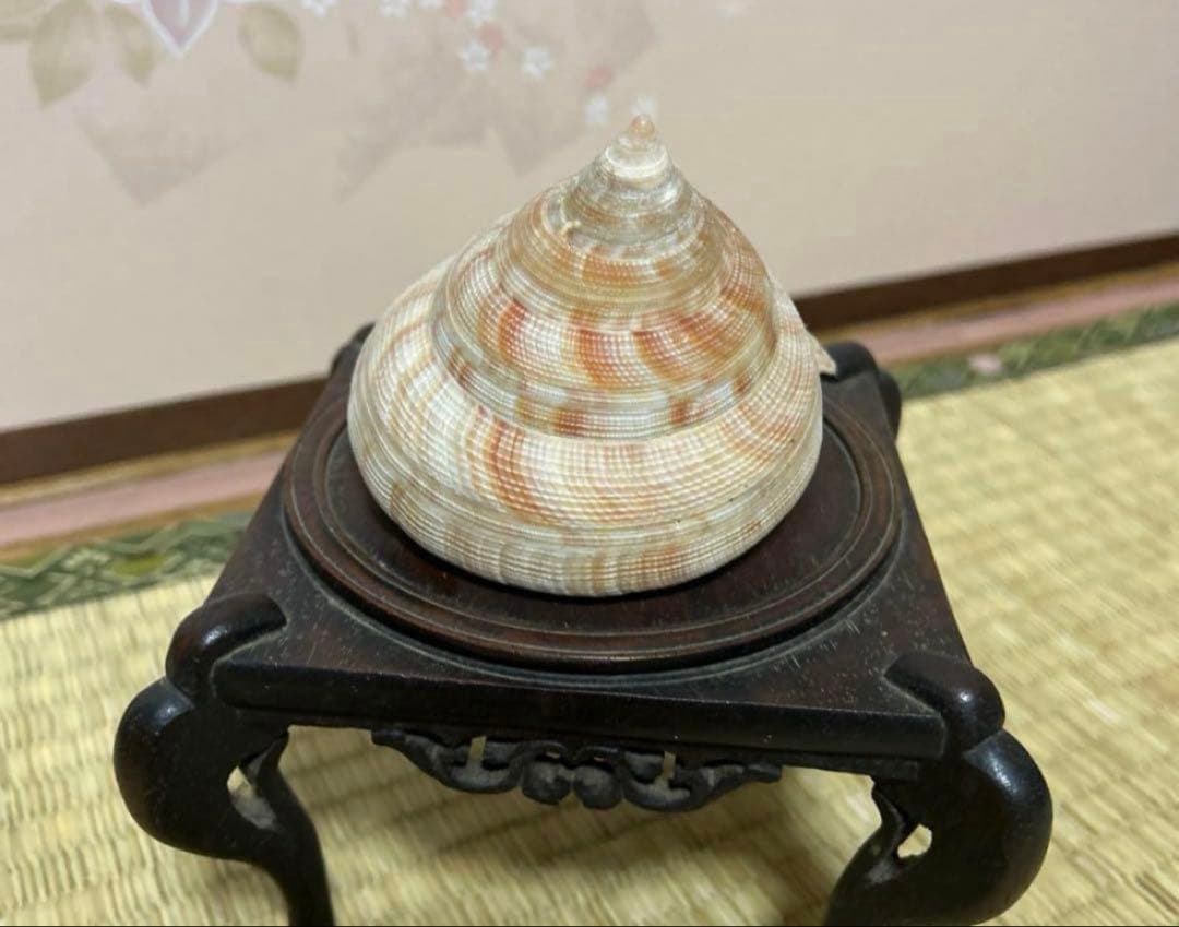 貝殻の置物 木製台座付き