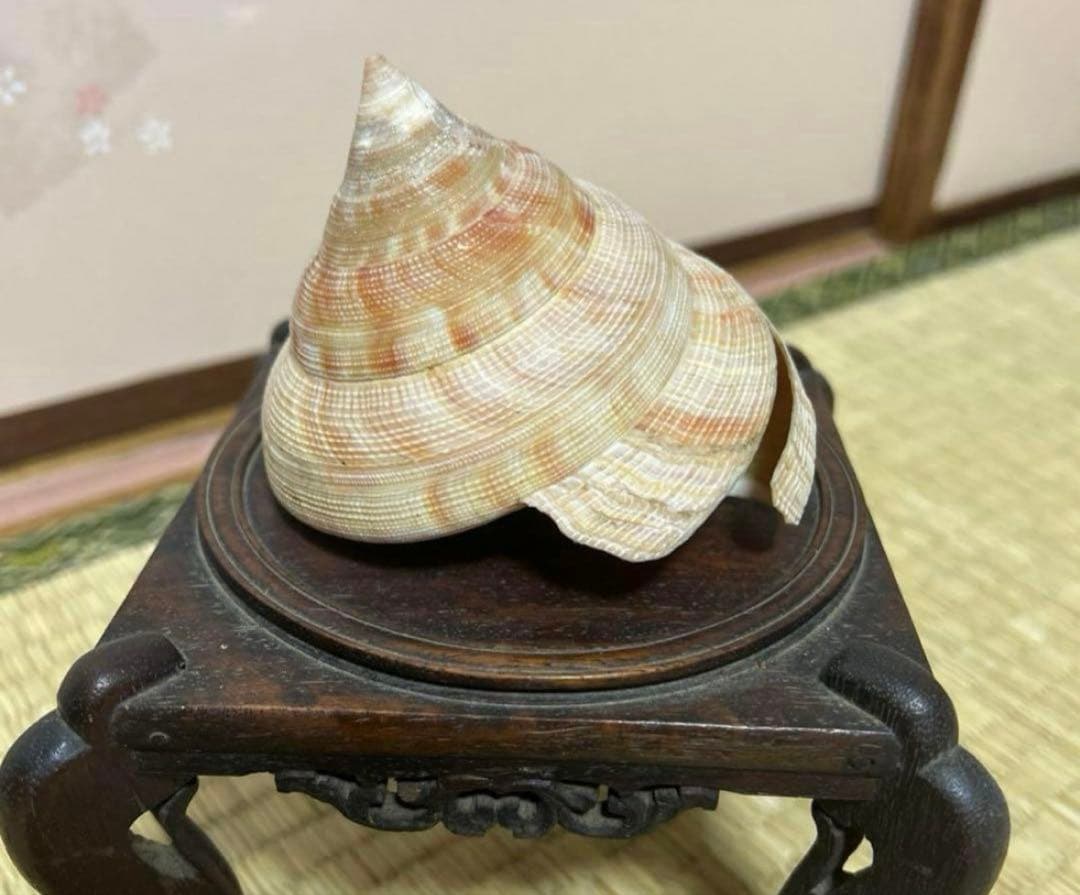 貝殻の置物 木製台座付き