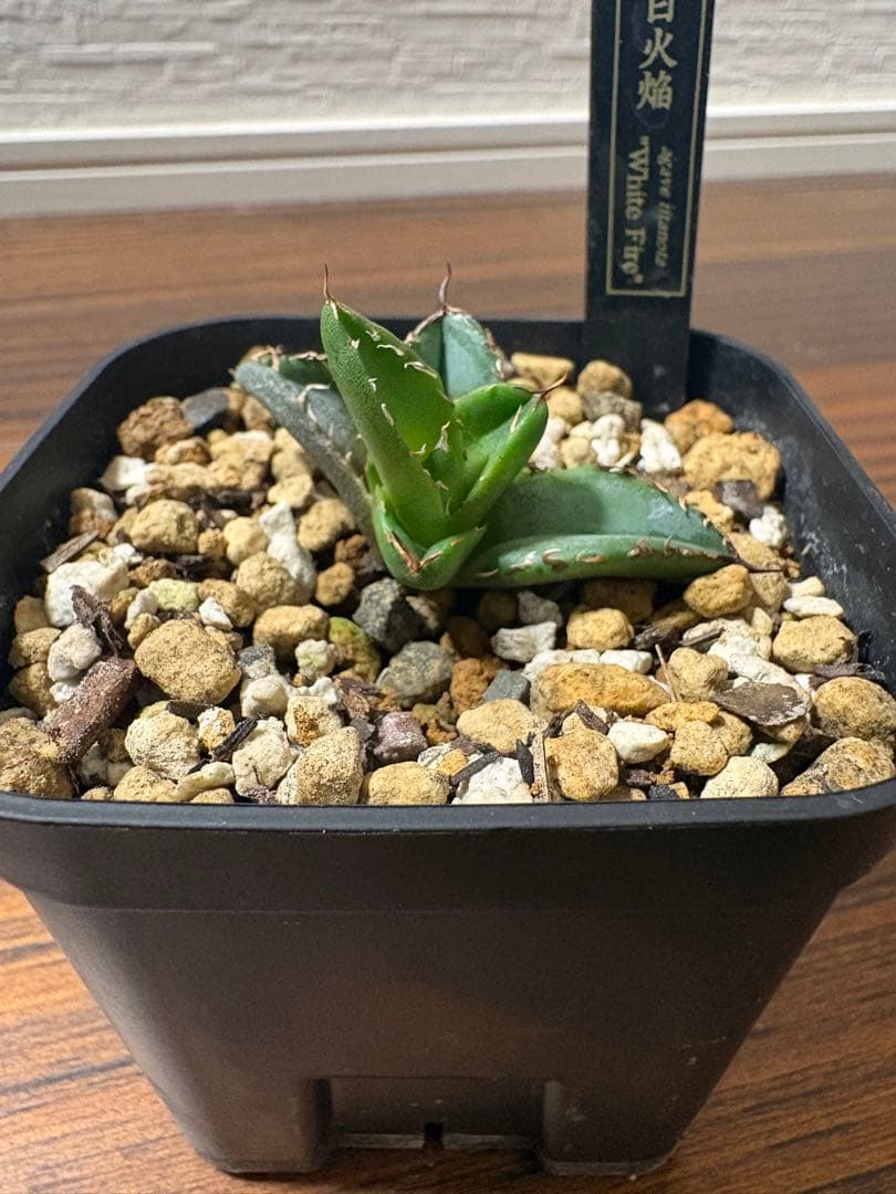 値下げしました アガベチタノタまとめ売り BB 白火焔 クイーン 姫厳竜