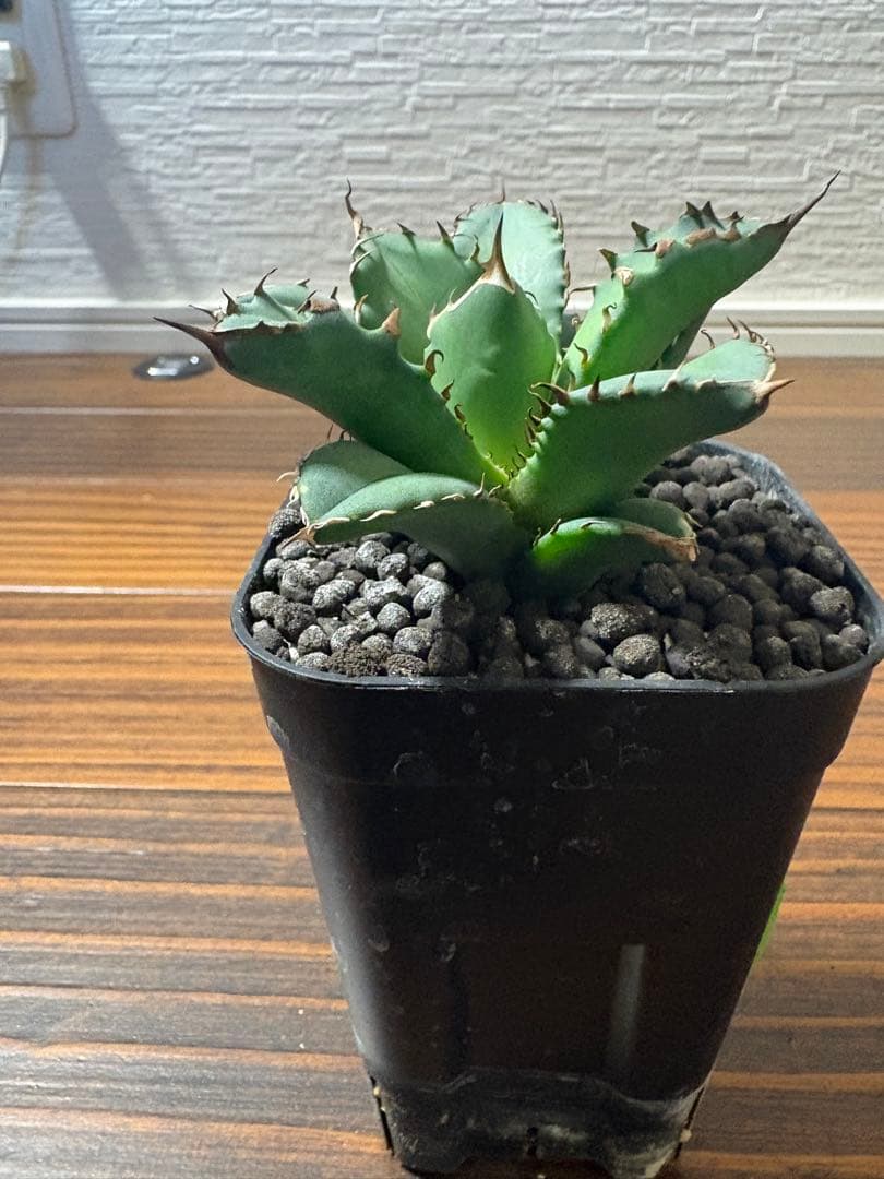 値下げしました アガベチタノタまとめ売り BB 白火焔 クイーン 姫厳竜