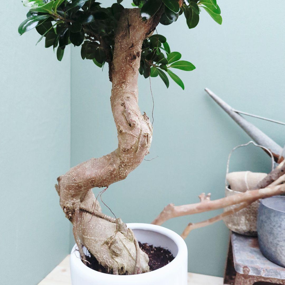 昇り龍 ガジュマル曲がり 7号ロング 陶器 縁起物 運気