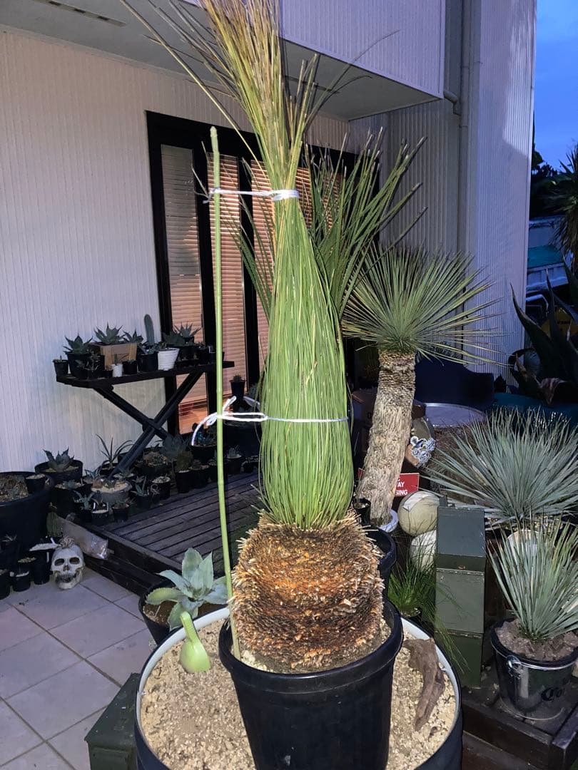 耐寒性ダシリリオン　ロンギシマム大株◇南国ドライガーデン　アガベ ユッカ　ヤシ